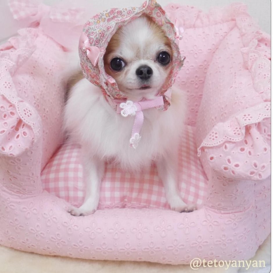 Чихуахуа в розовом