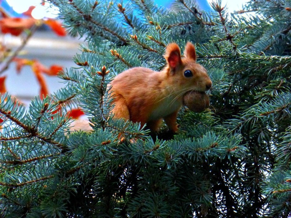 Белка в тайге