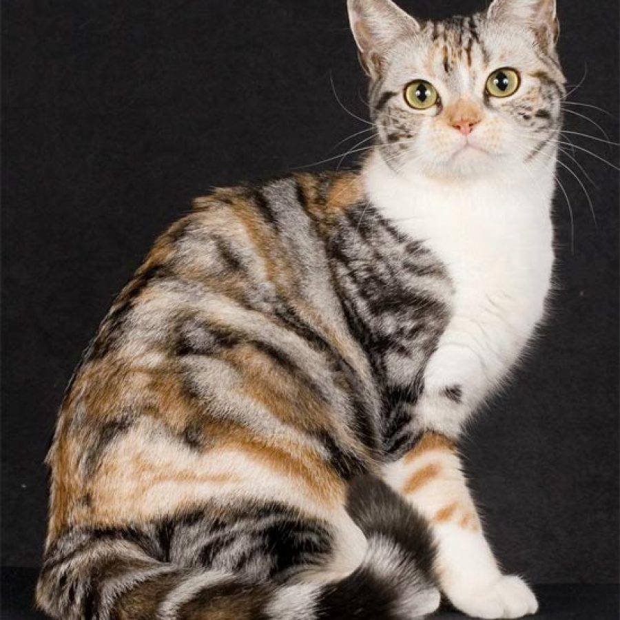 Американская жесткошёрстная кошка