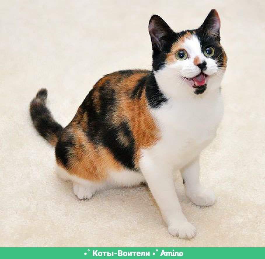 Трёхцветная кошка Арлекин