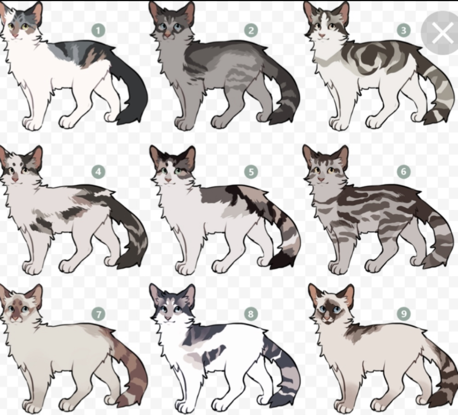 Коты Воители окрасы