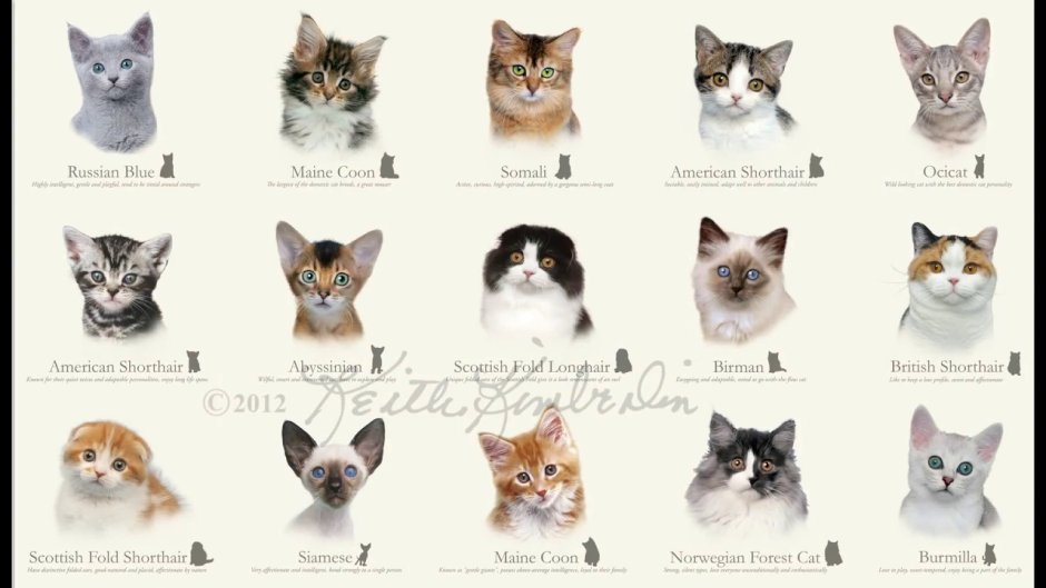 КВК определиь парлду кошки