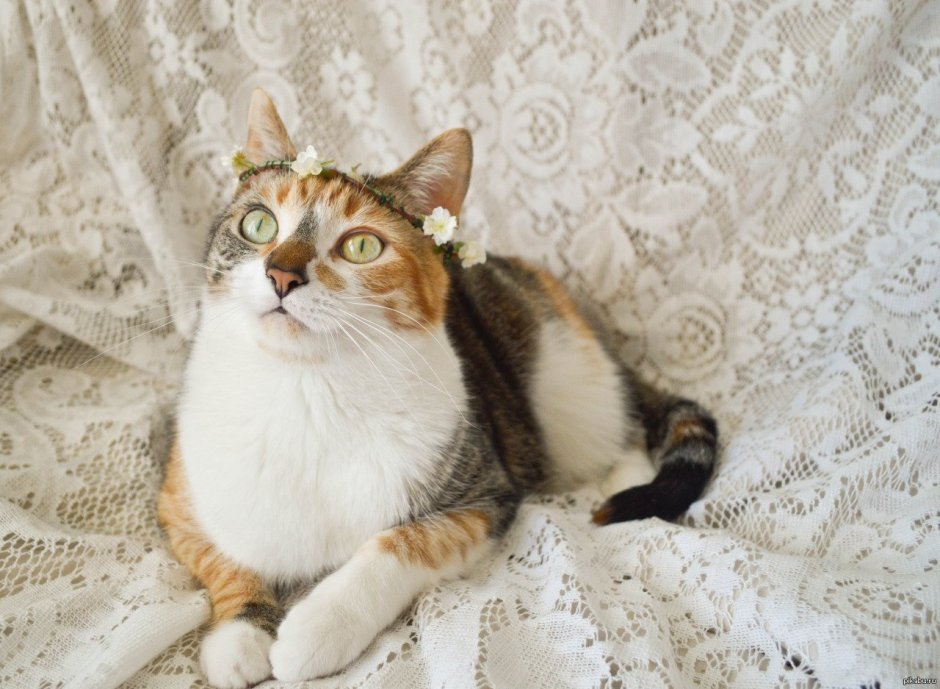 Калико ситцевая кошка