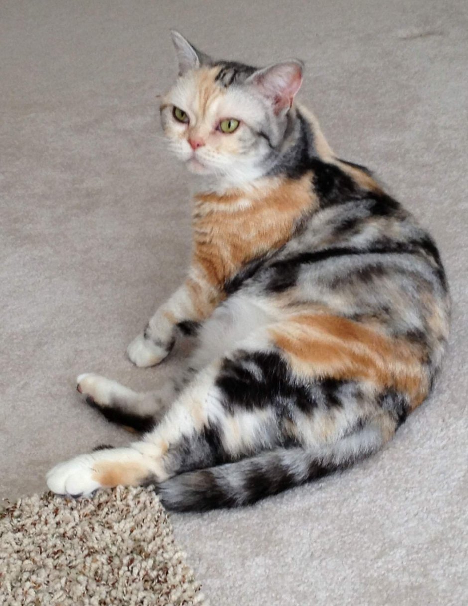 Черепаховая кошка Калико