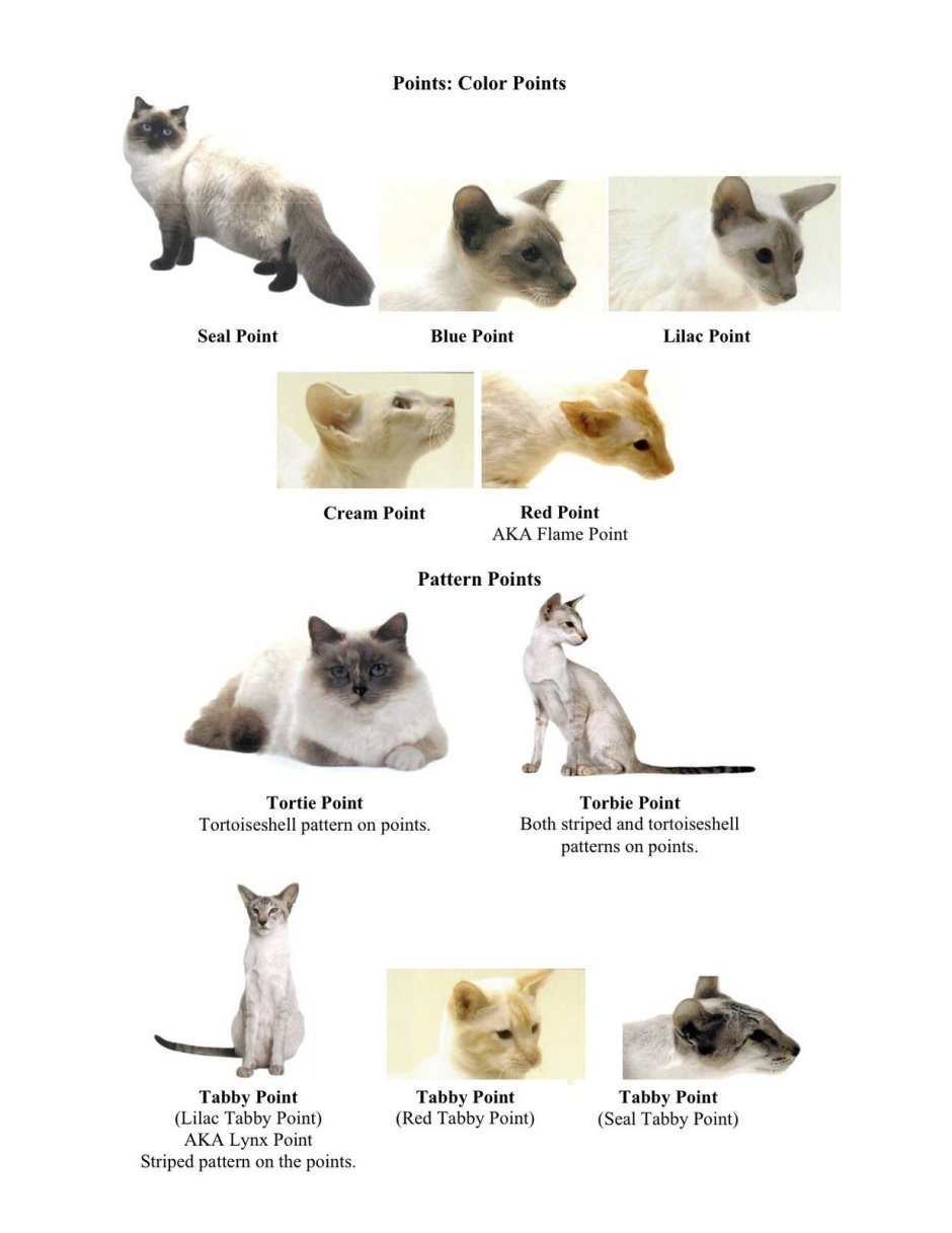 Таблица смешения окраса у кошек