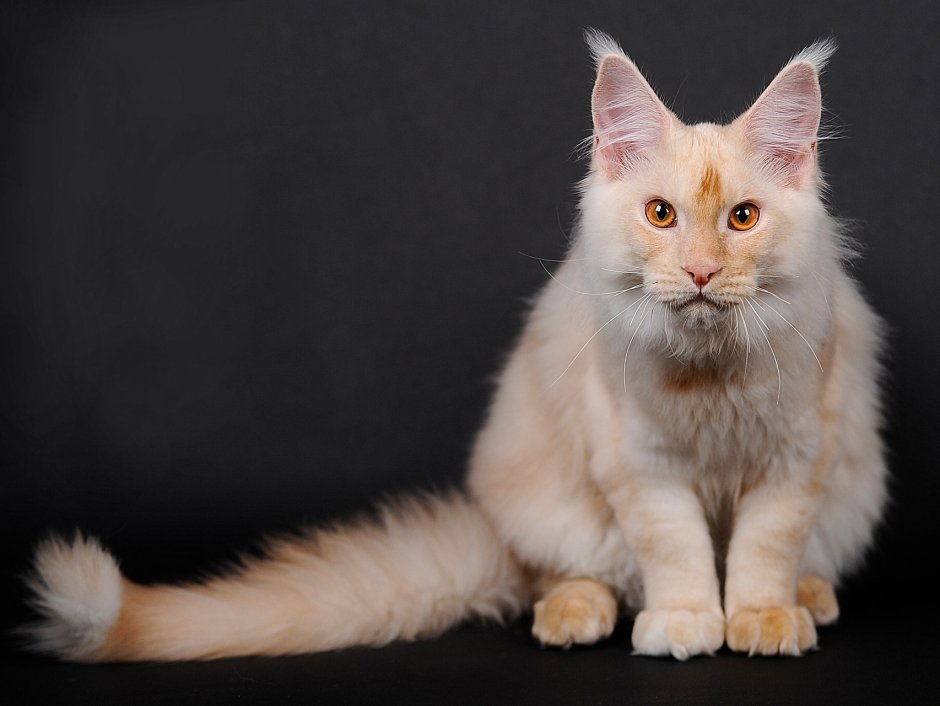 Окрас n22 Мейн кун