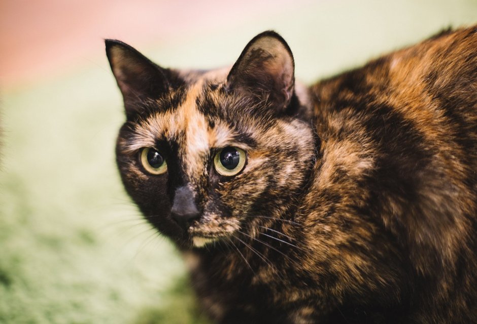 Крапчатый бурый кот