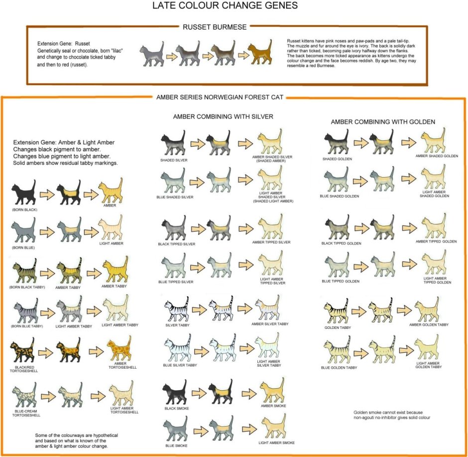 Окрасы кошек таблица