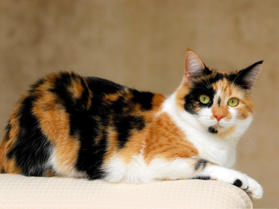 Сибирская кошка трехцветная короткошерстная