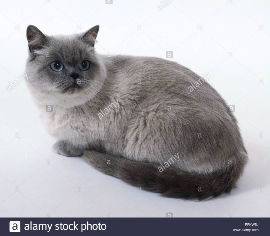 Британская кошка колор Пойнт