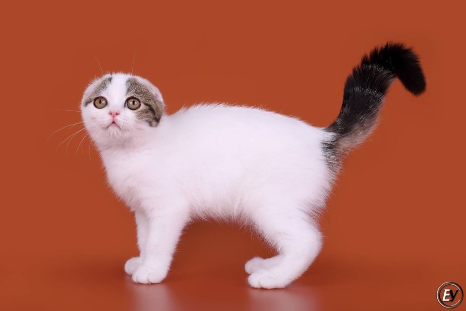 Шотландская вислоухая кошка окрас Арлекин