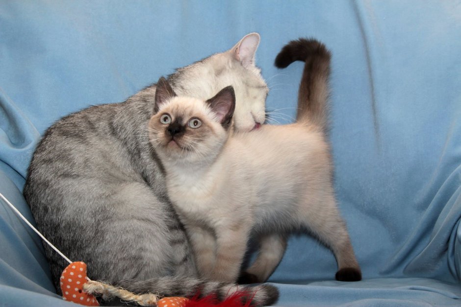 Британская кошка колор Пойнт