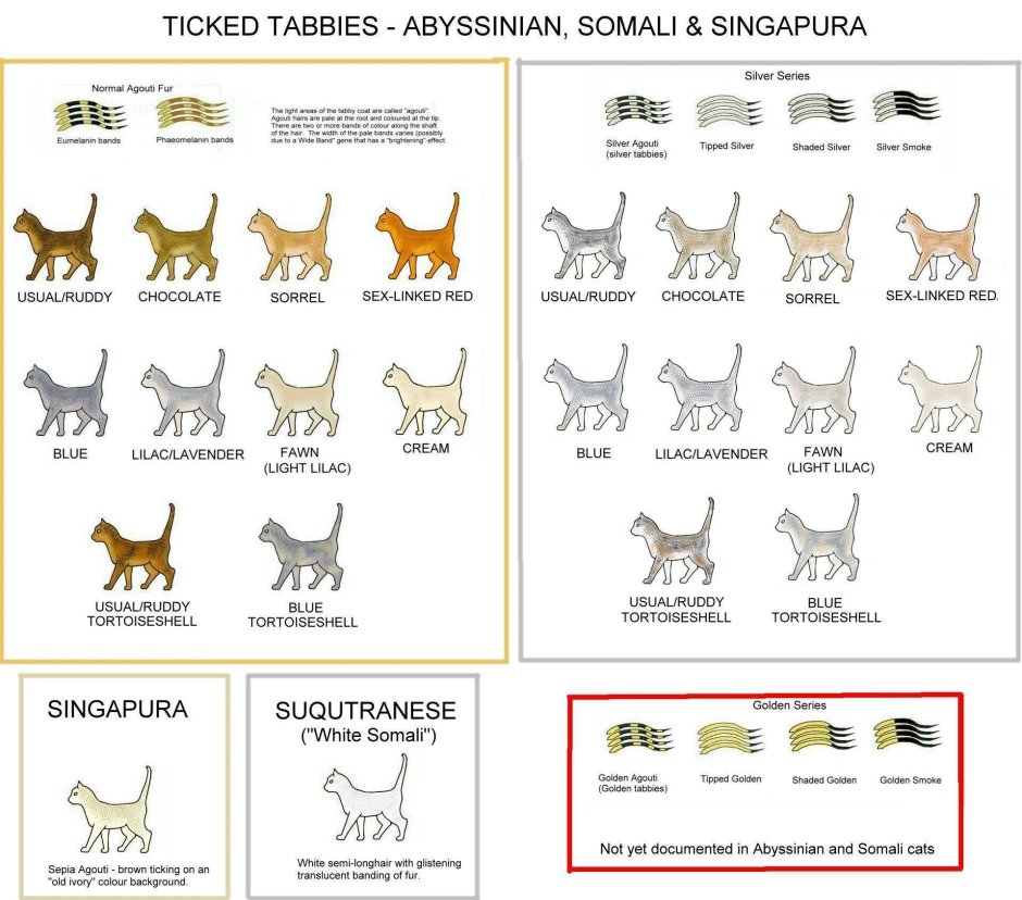 Окрасы абиссинских кошек таблица