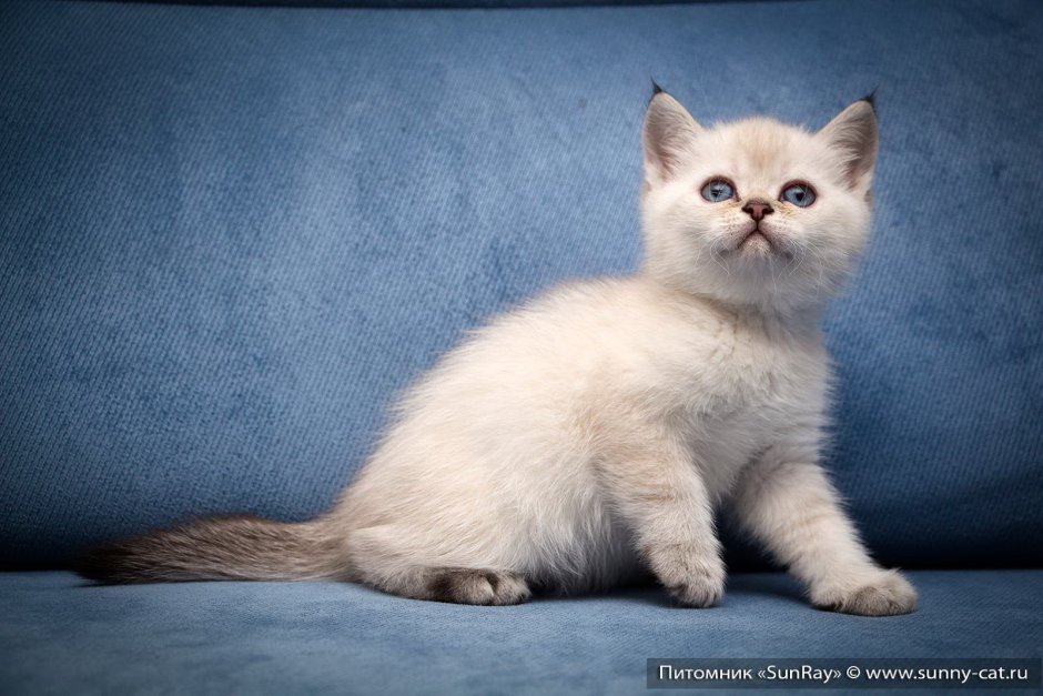 Британский колор Пойнт кот