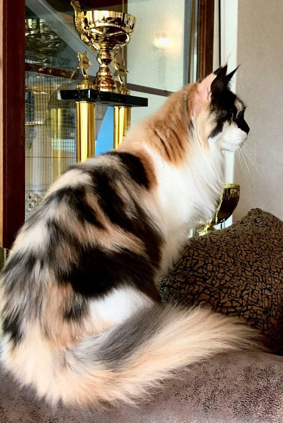 Мейн кун Калико