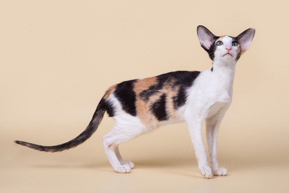 Кошка Ориентал трехцветная