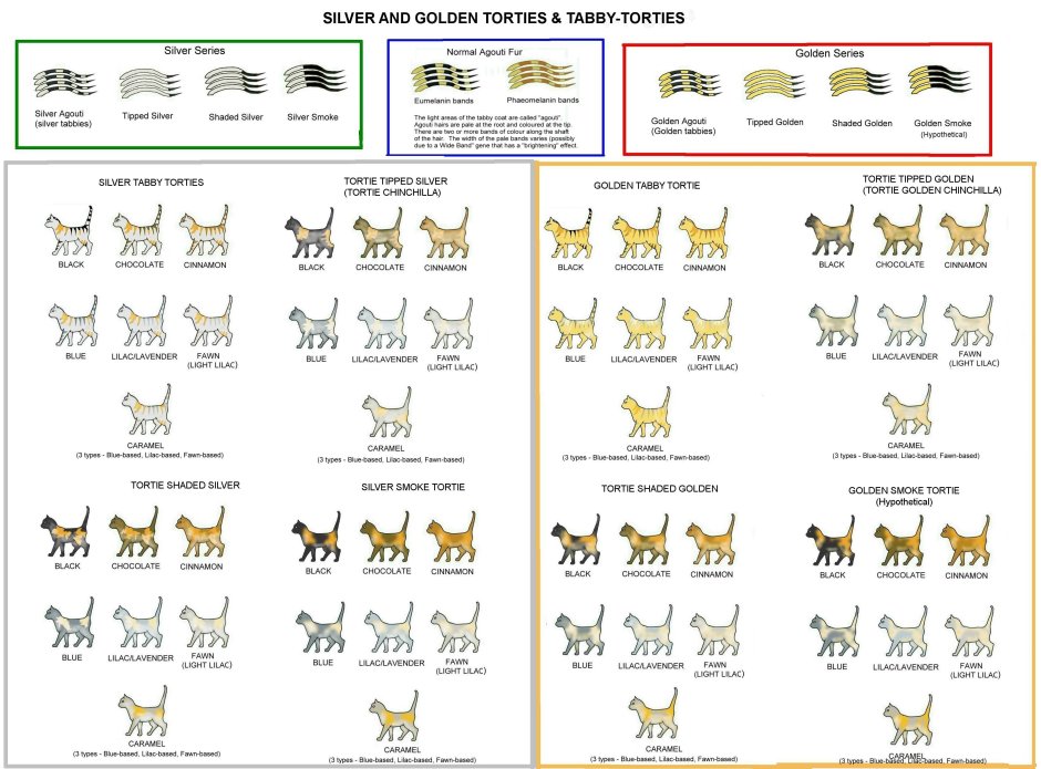 Наследование окраса у кошек