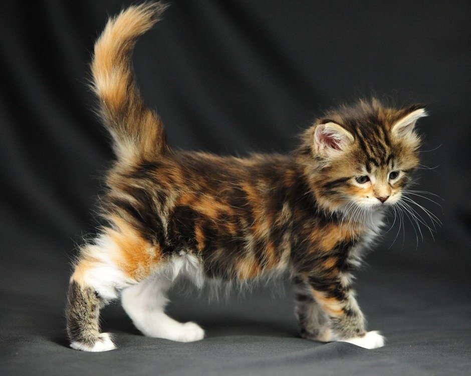 Кошка Мейн кун