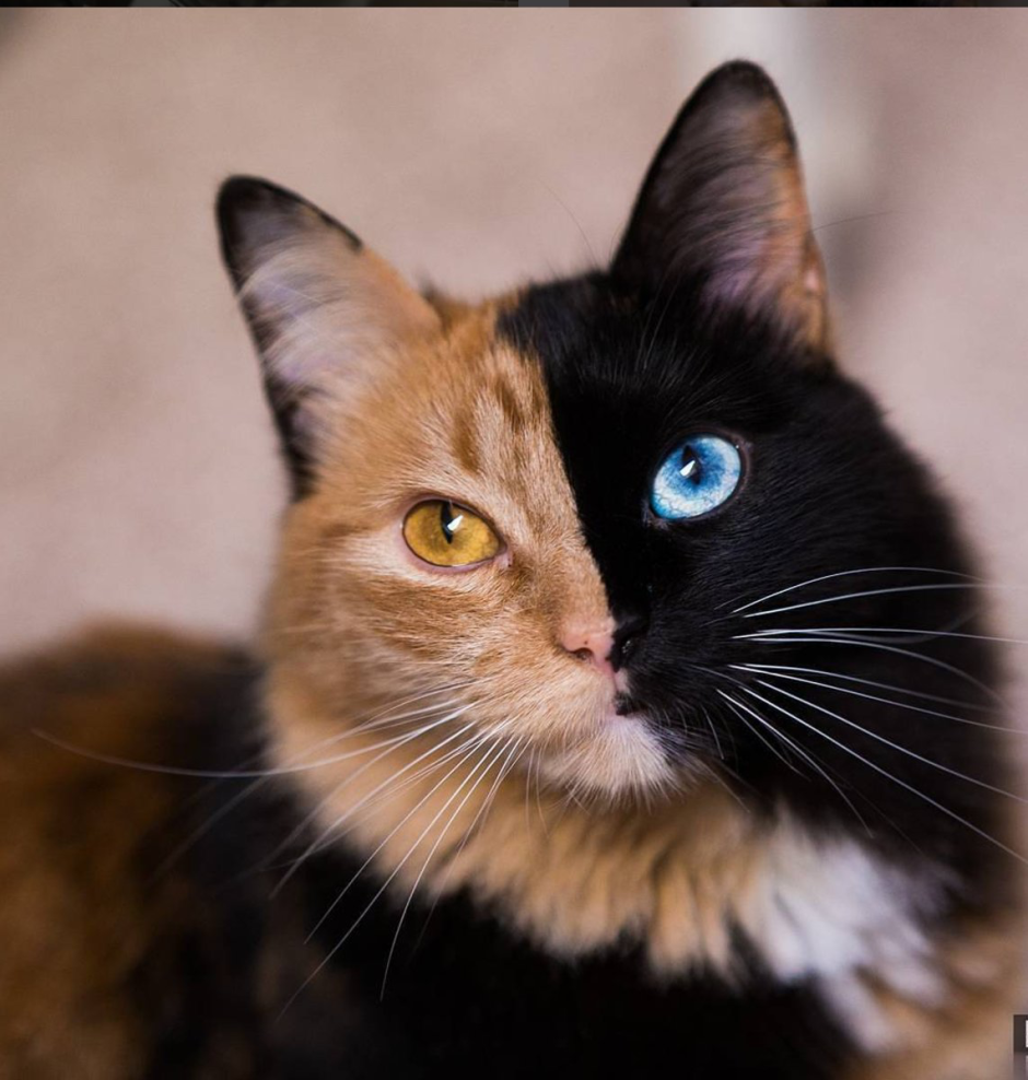 Кошки породы Венера