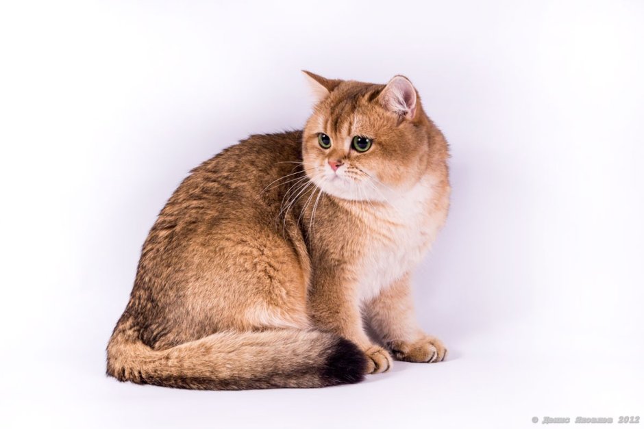 Британская шиншилла черный золотой тикированный