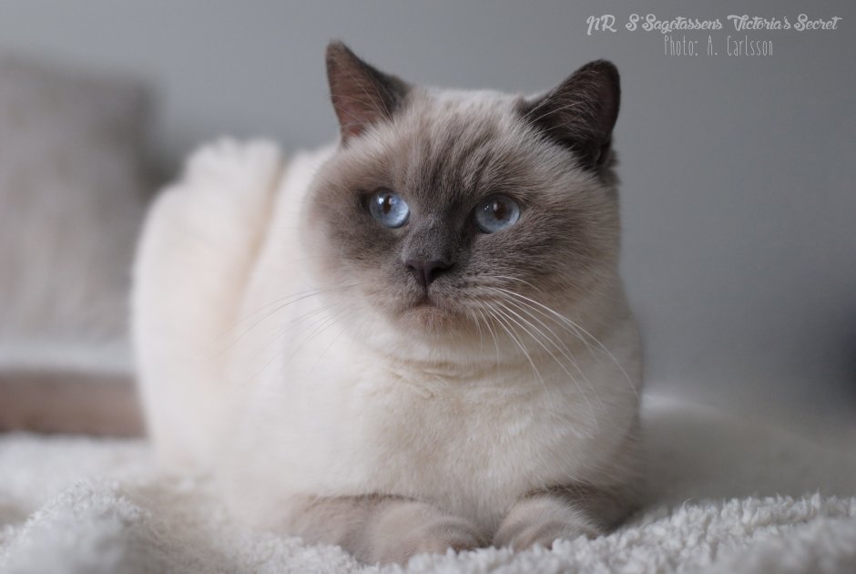 Блю Пойнт британец