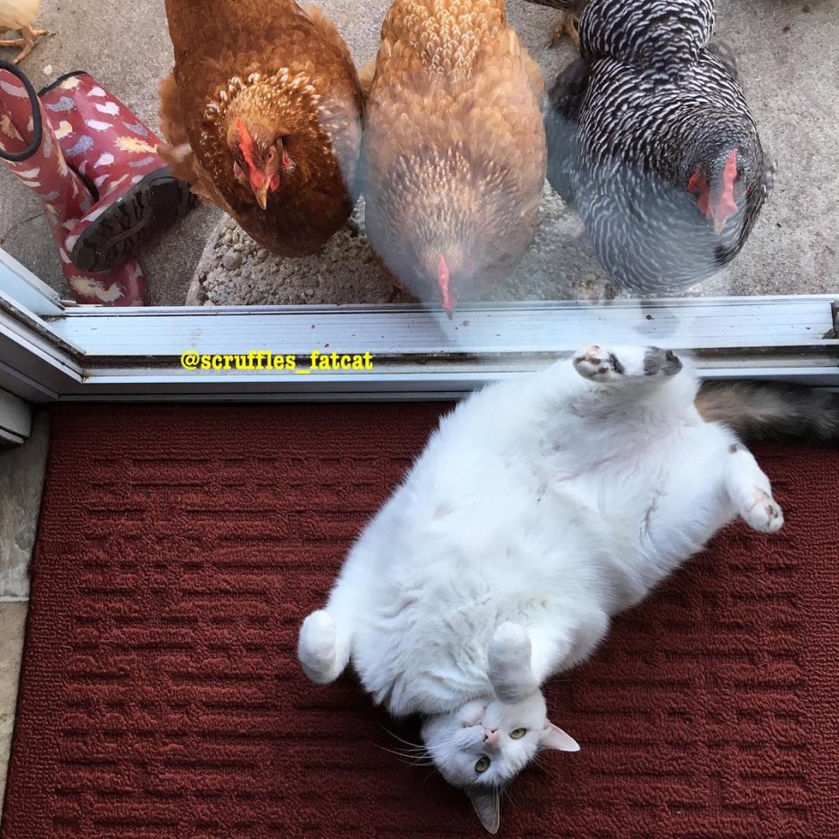 Котенок и куры