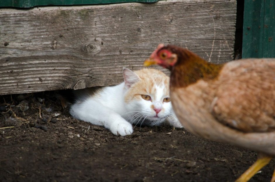Смесь кота и курицы