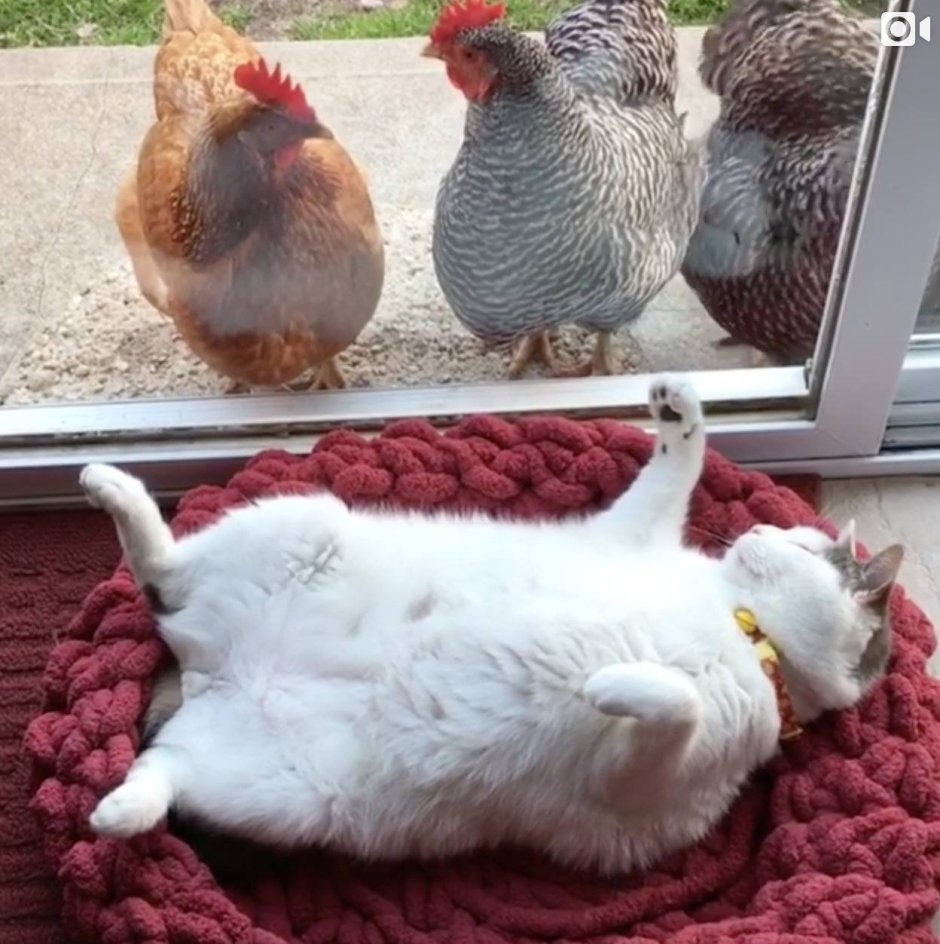 Кур кот прикол