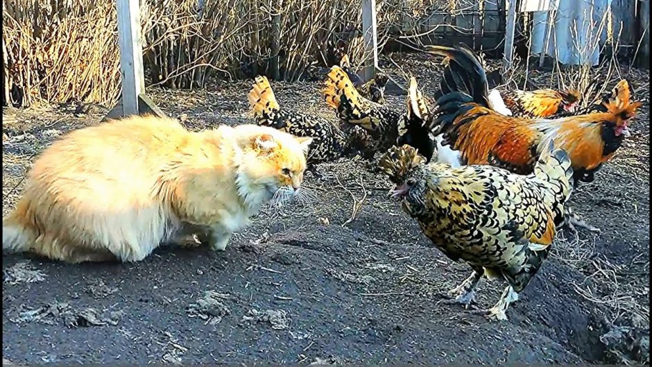 Рыжий кот и курица