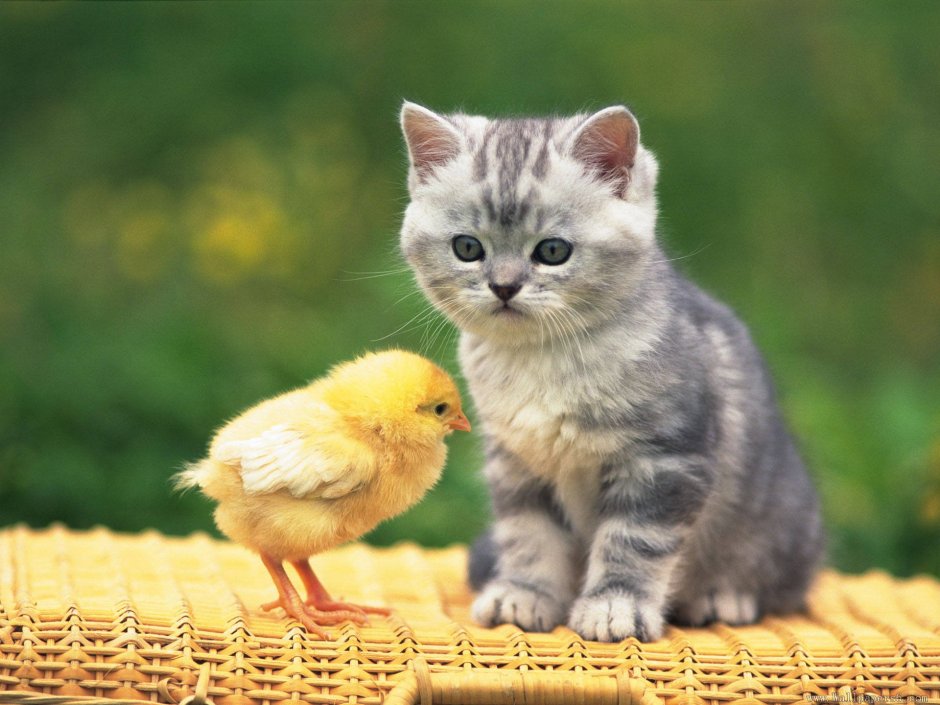 Котенок и утенок