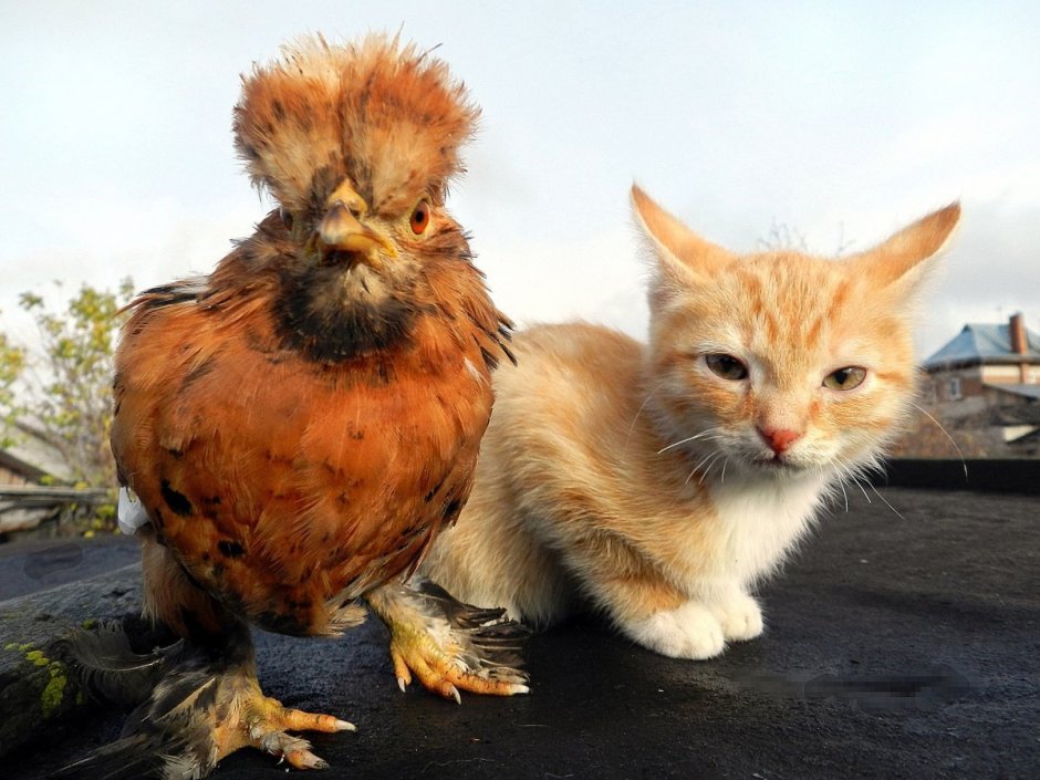 Кошка и Курочка