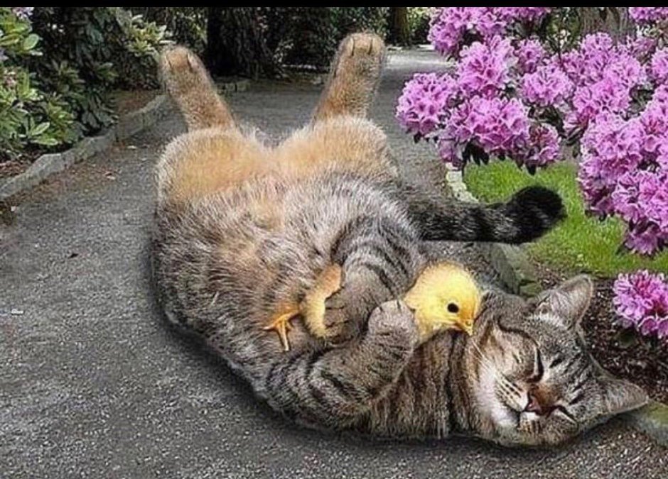 Котенок и цыпленок