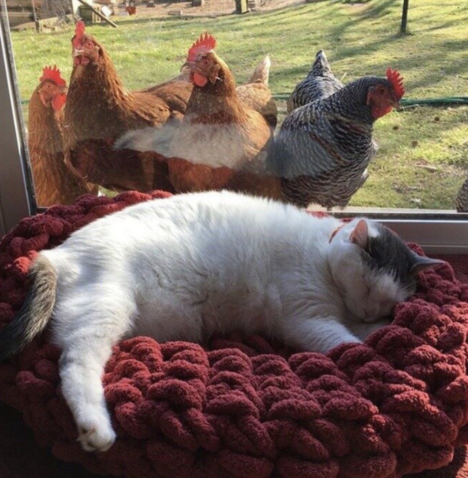 Кот и цыпленок
