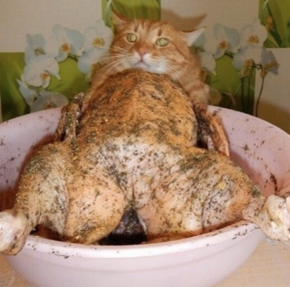 Приготовленный кот