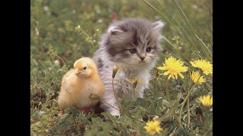 Котенок и утенок