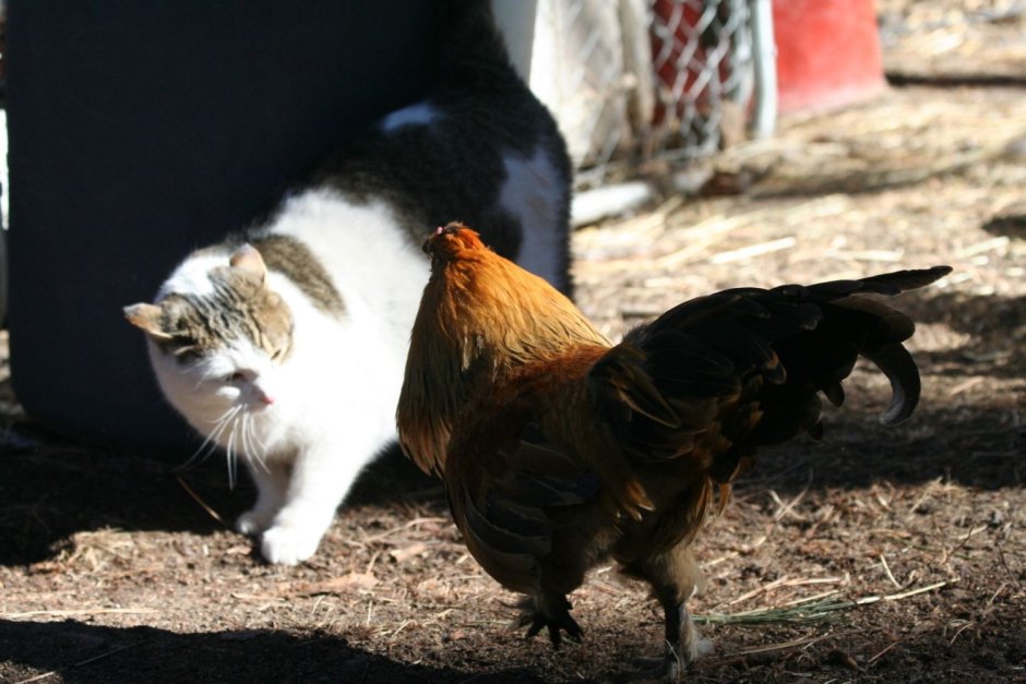 Коты и куры