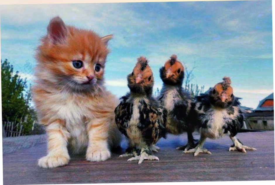 Угарные котята