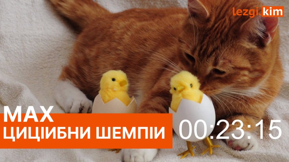 Милые котики в яичках