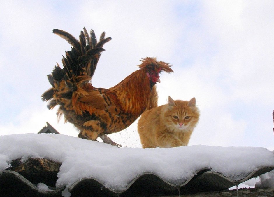 Кот и петух
