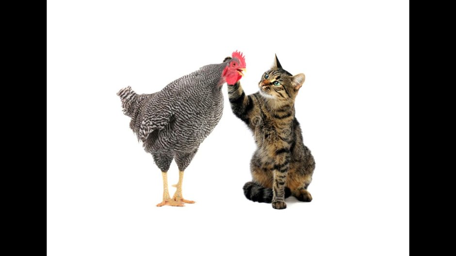 Курица и кошка