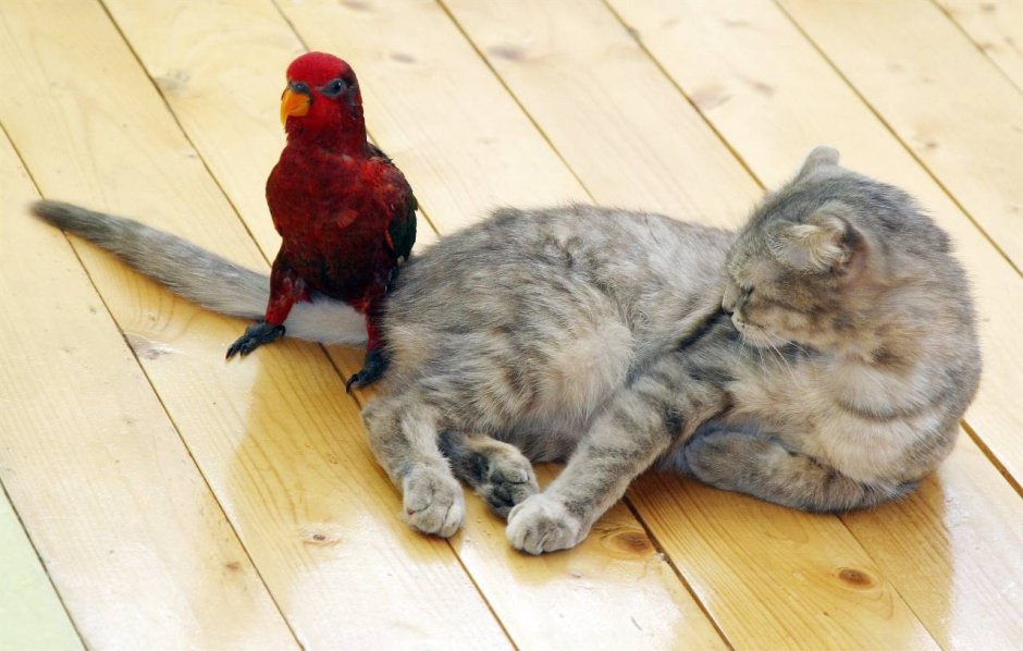 Кошка и попугай