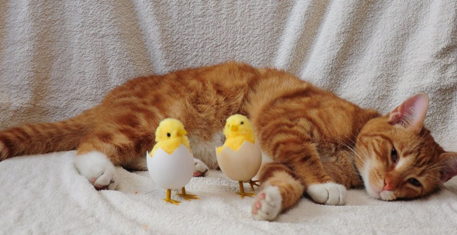 Курица с котятами