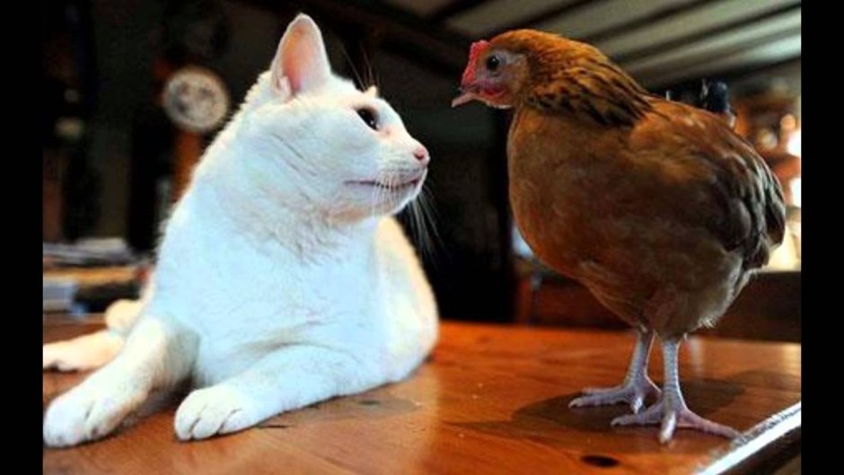 Котик и Курочка