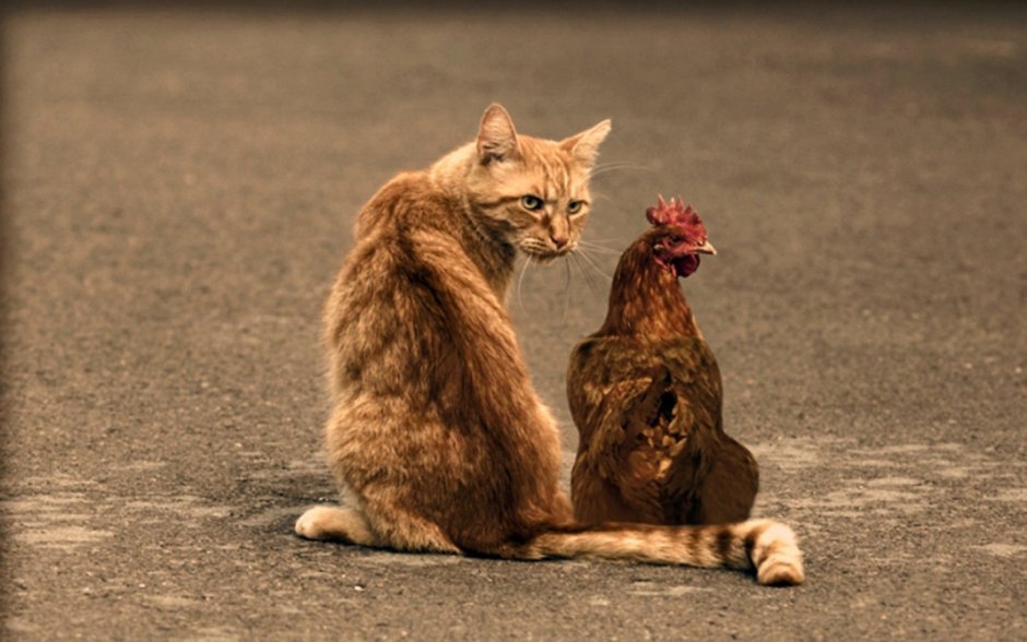 Курица с котятами