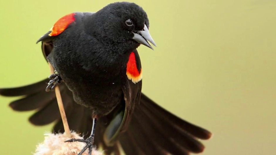 Red Winged Blackbird
