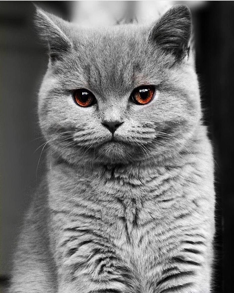 Скоттиш фолд грей