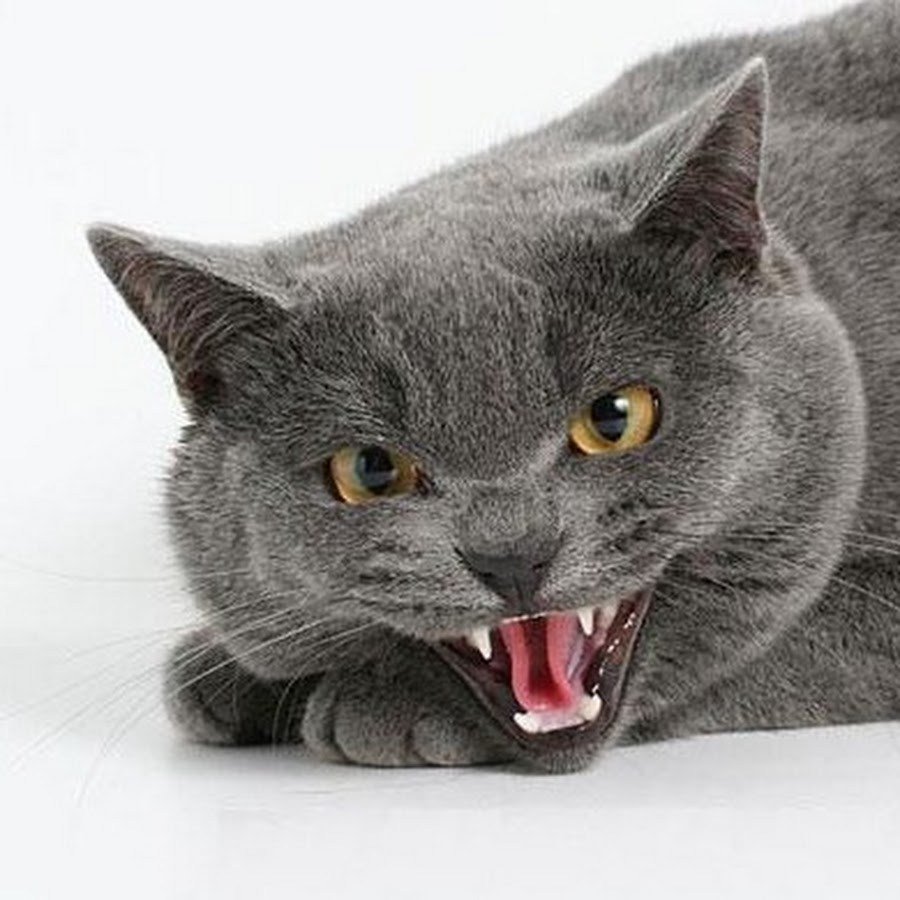 Серый кошка злой
