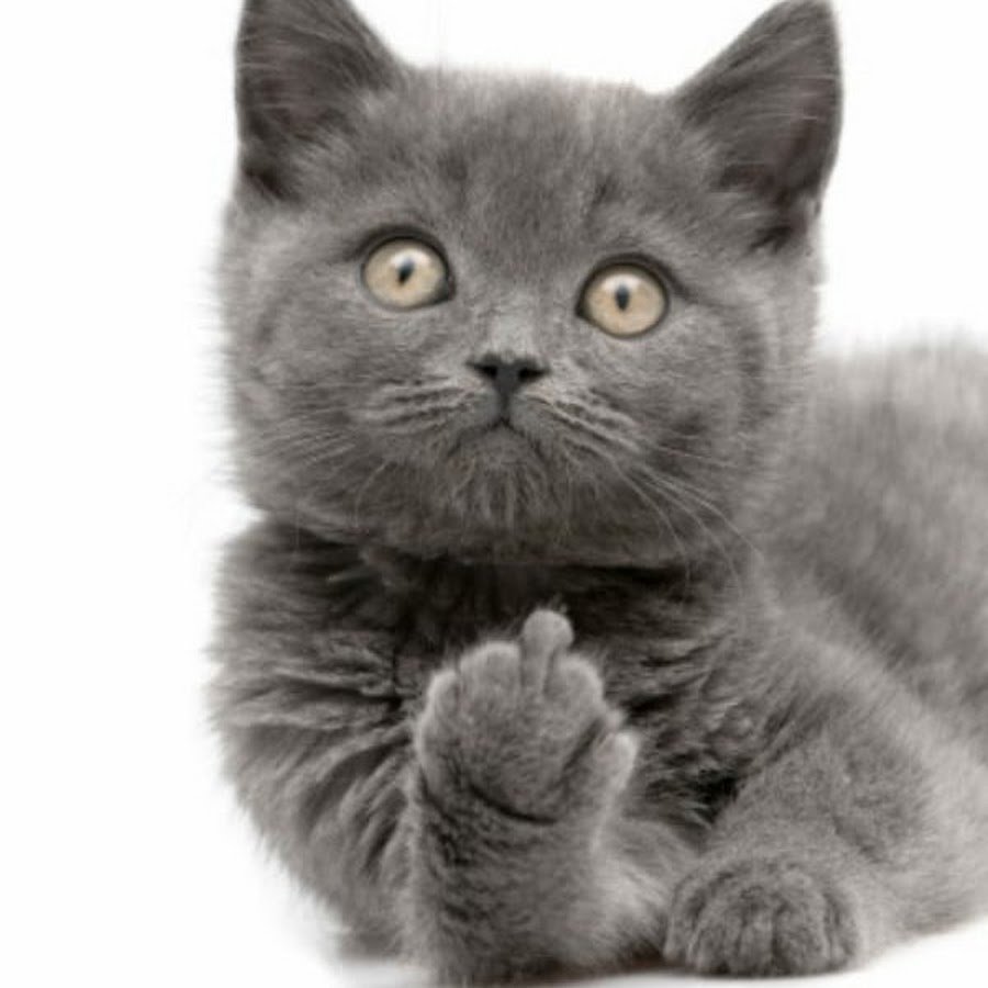 Картезианская кошка британец