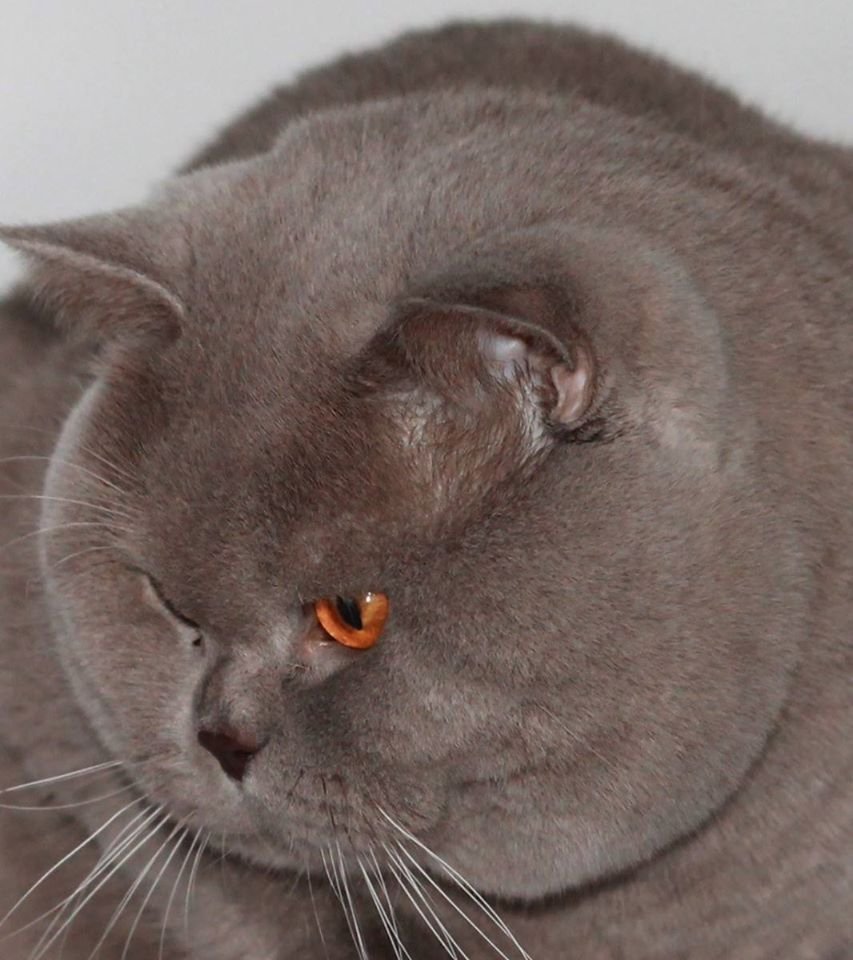 Злой серый кот