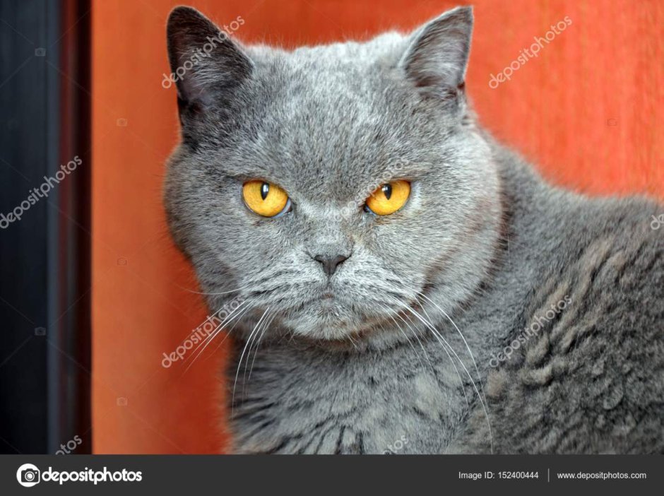 Злой кот британец